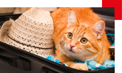La valise de mon chat :  que doit-elle contenir ?