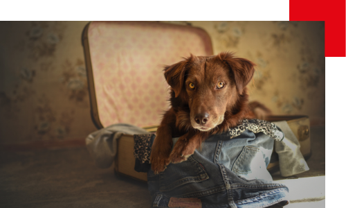 Que doit contenir la valise de mon chien ?