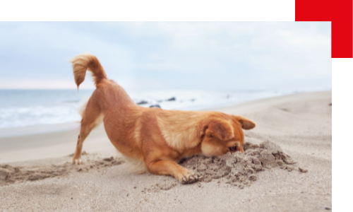 Zoom sur les plages autorisées aux chiens