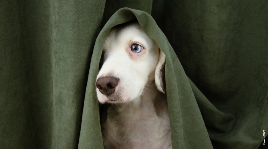 chien caché sous un rideau