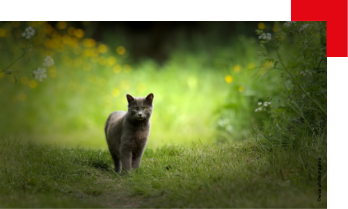 Un chat curieux dans un champ