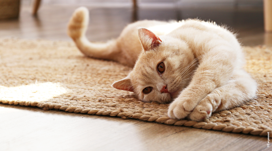 Chat allongé sur un tapis