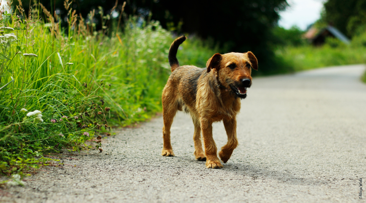 Un chien marche sur une route