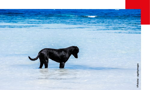 Un chien regarde la mer