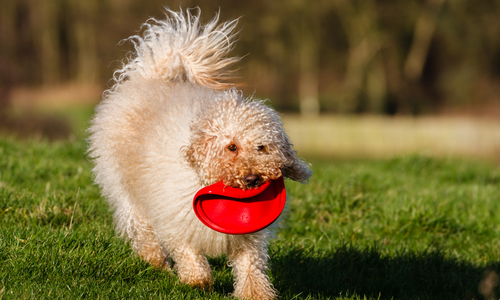 Le frisbee dog