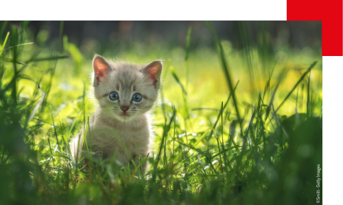 chaton assis dans l'herbe
