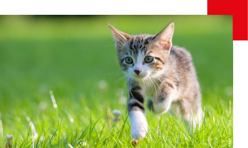 Un chaton court dans l'herbe