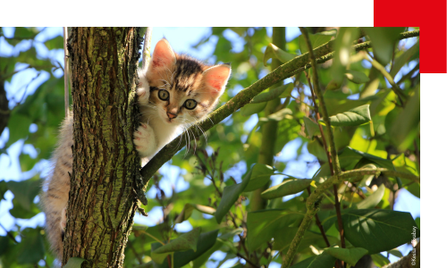Un chaton grimpe dans un arbre