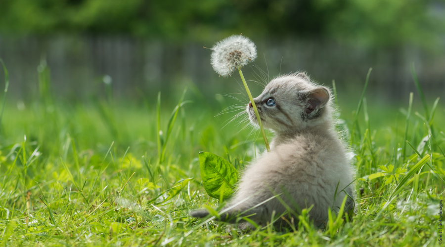 chaton assis dans l'herbe