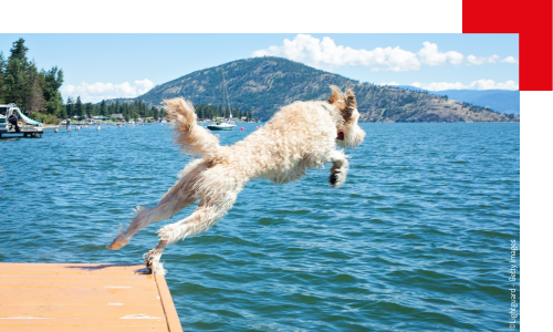 chien saute dans un lac