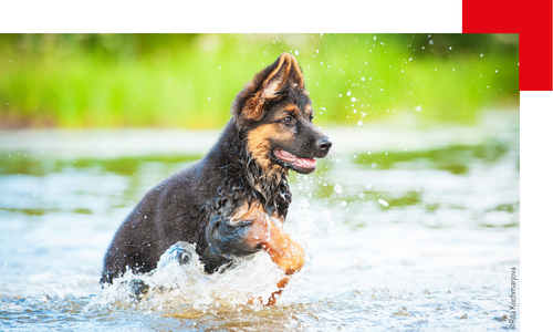 jeune chien qui court dans l'eau