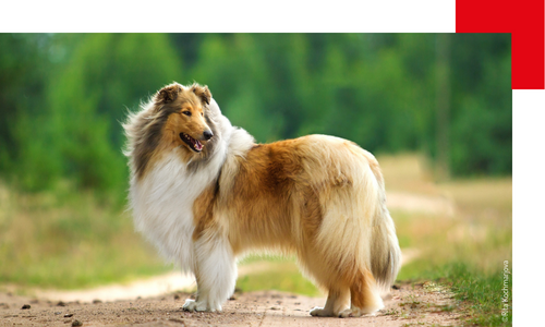 un colley, Lassie, regarde au loin