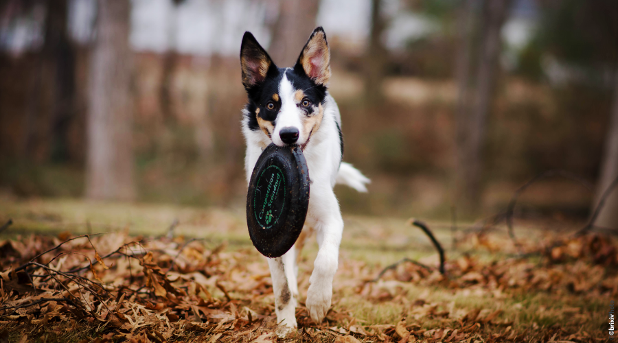un chien court avec un frisbee