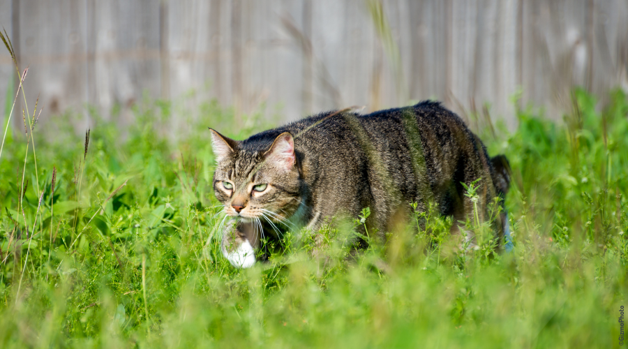 chat qui chasse dans un  jardin