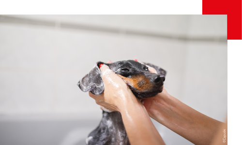 Tout savoir sur le nettoyage des oreilles du chien ! - Médor et Compagnie®