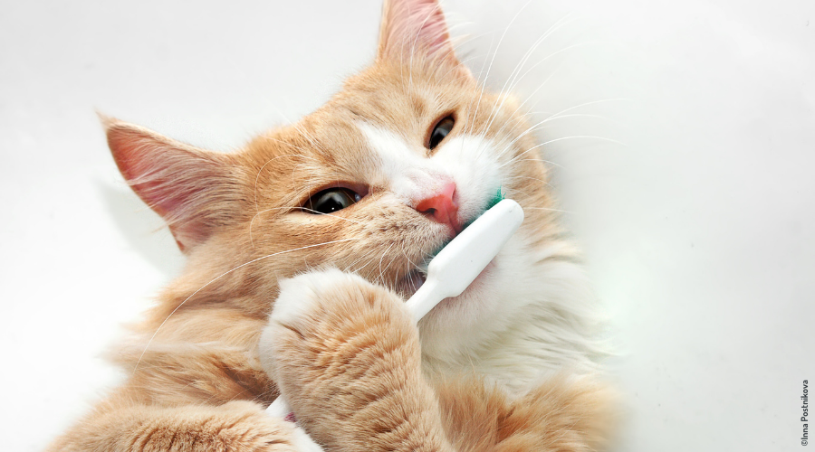 Chat couché avec une brosse à dents dans la bouche