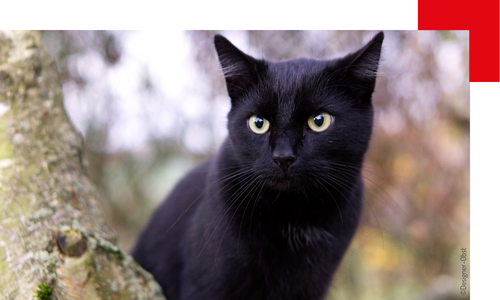 chat noir assis dans un arbre