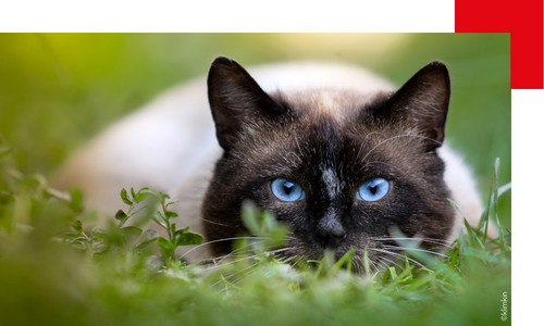 Chat siamois aux yeux bleus dans l'herbe