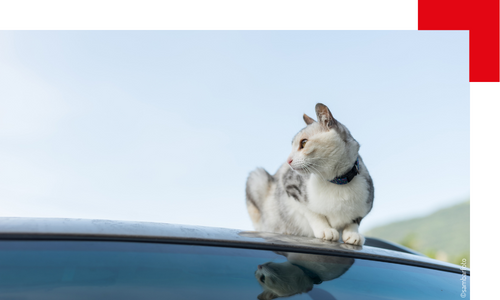 Chat assis sur une voiture