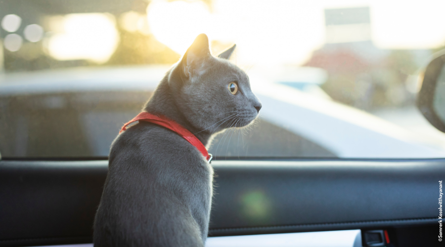 Chat gris avec un collier rouge dans une voiture