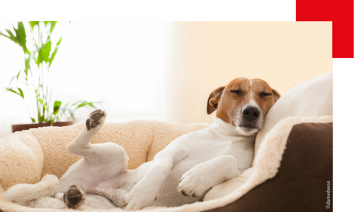 Protege-canapé pour chien : comment le choisir ? - guide 2023