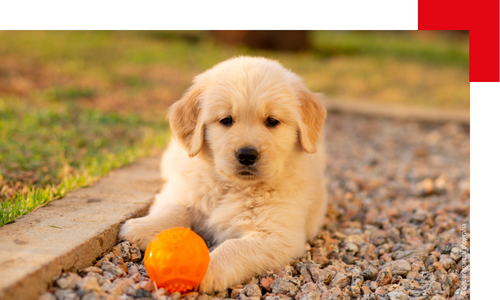 Chiot Golden Retriever avec une balle orange