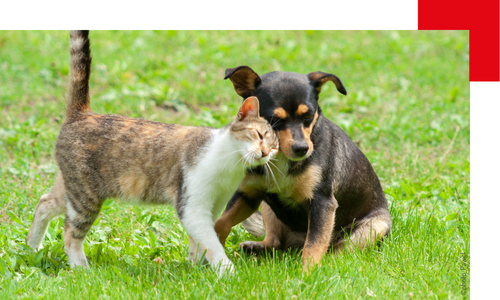 Chat et chien dans l'herbe