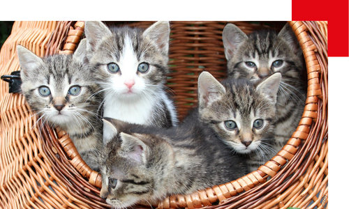 Cinq chatons dans un panier
