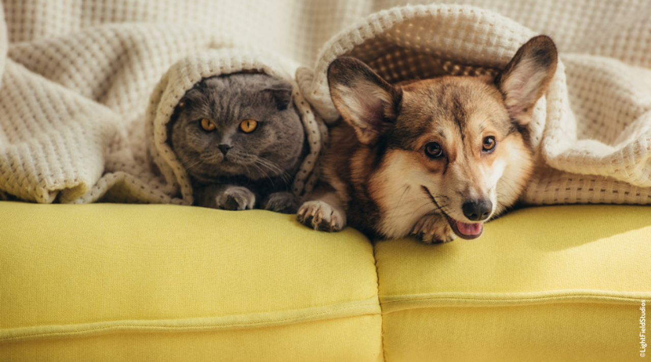 Chat et chien sur un canapé jaune