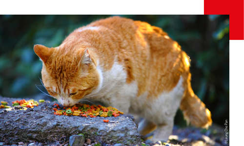 Chat qui mange des biscuits sur un rocher