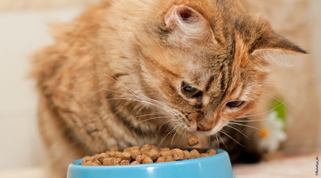 Les aliments toxiques pour mon chat - Médor et Compagnie®