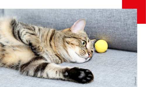 Un chat couché sur un canapé avec une balle jaune