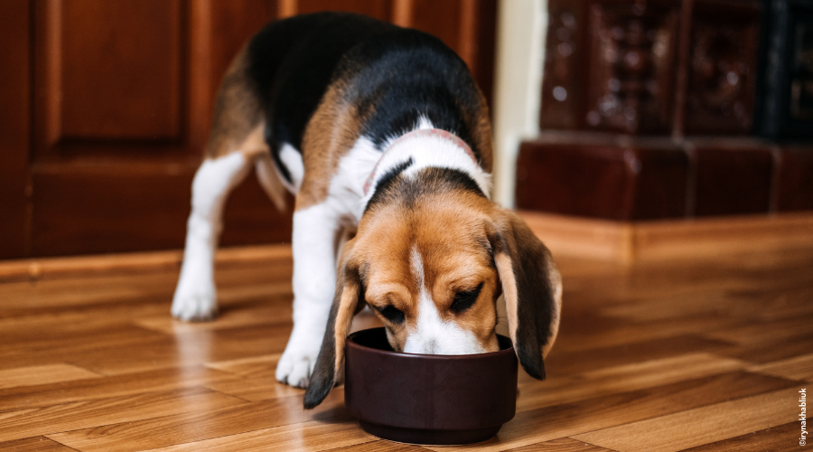 Beagle en train de manger 