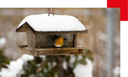 Installer des mangeoires à oiseaux : à vos risques et périls!