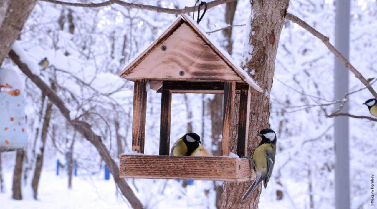 Mangeoires à oiseaux, mangeoire à graines pour oiseaux tous temps, mangeoire  à oiseaux sauvages suspendue pour