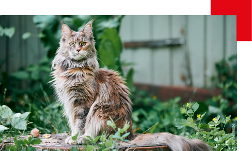 Maine coon assis