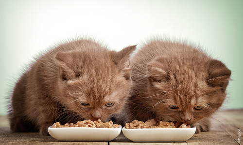 Deux chatons entrain de manger