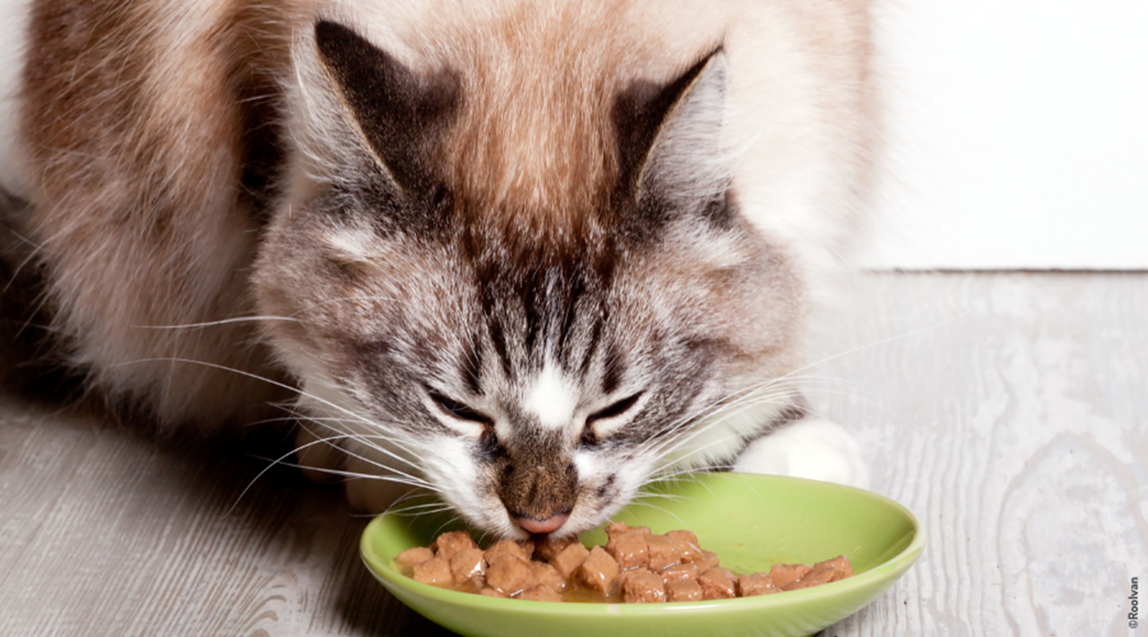 Alimentation humide pour chat : de nombreux bienfaits - Médor et Compagnie®