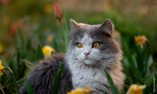 Un chat gris et blanc dans l'herbe
