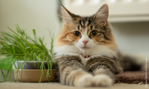 Chat à côté d'une plante
