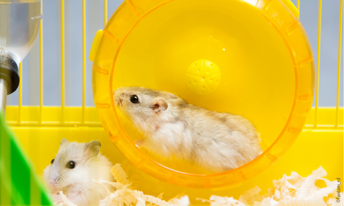 Hamsters avec une roue jaune