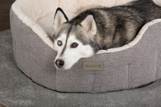 Panier chien personnalisé en tweed beige, qualité premium