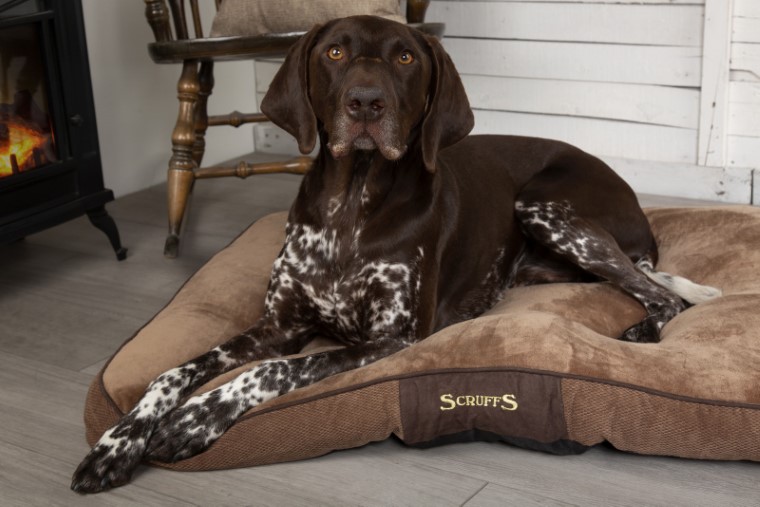 Couchage Chien – Scruffs Coussin Chester Marron – Taille M 673299